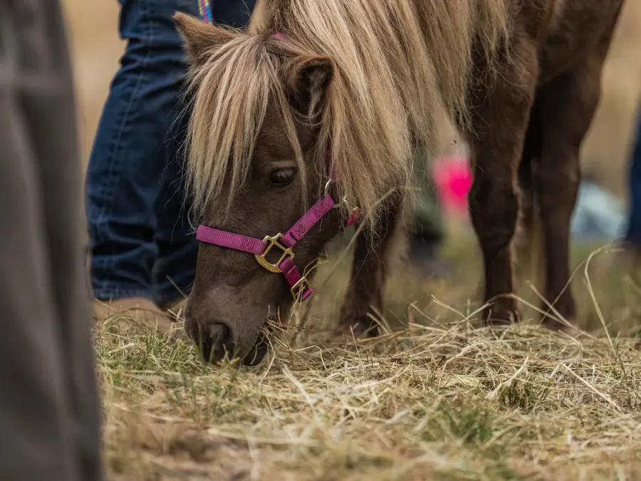 A miniature pony visiting the event site